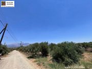 Sivas Professioneller Olivenhain in Anadasmos Siva– Gelegenheit zur landwirtschaftlichen Nutzung und Gewächshausprojekt Grundstück